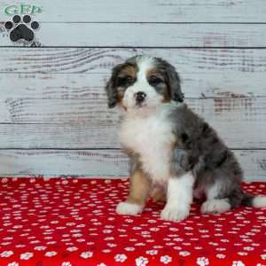 Bailey, Bernedoodle Puppy